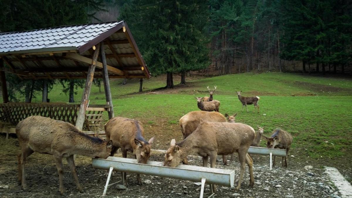 Evergreen Chalet Avrig Dış mekan fotoğraf